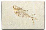 Bargain, Fossil Fish (Diplomystus) - Wyoming #346050-1
